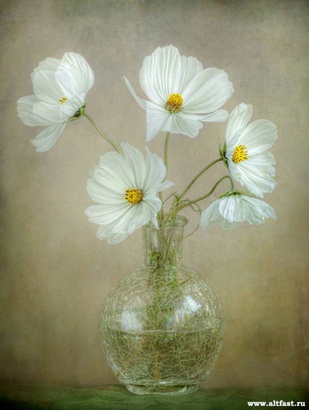 №856777 - цветы.натюрморт - оригинал