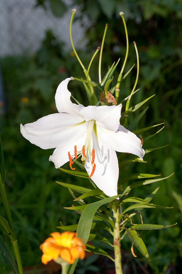 Вечерний цветок - цветы - оригинал