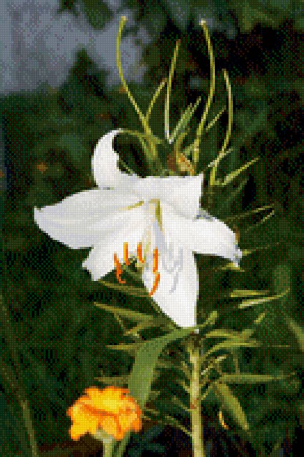 Вечерний цветок - цветы - предпросмотр