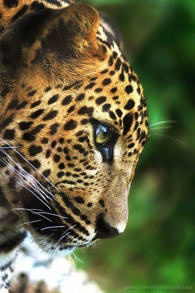 леопард - животные, природа, леопард - оригинал