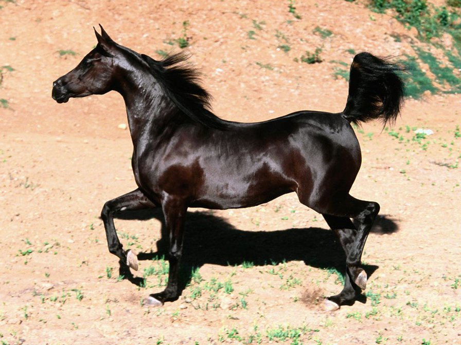 Черный конь - животные, конь, лошади - оригинал