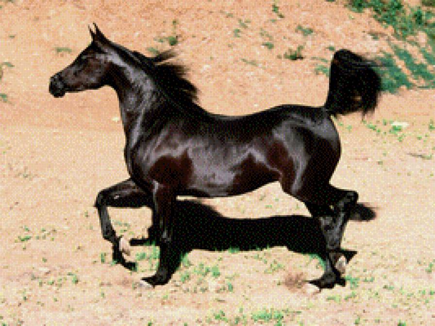 Черный конь - конь, животные, лошади - предпросмотр