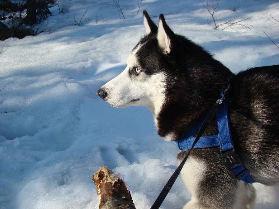 Сибирский хаски Хатико - хаски, животные, собаки - оригинал