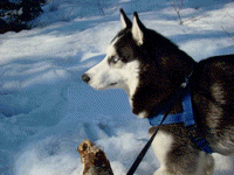 Сибирский хаски Хатико - собаки, хаски, животные - предпросмотр