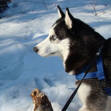 Схема вышивки «Сибирский хаски Хатико»