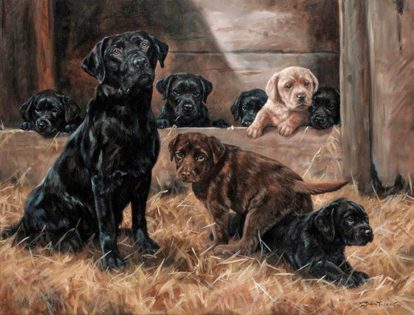 Лабрадоры - щенки, лабрадоры - оригинал