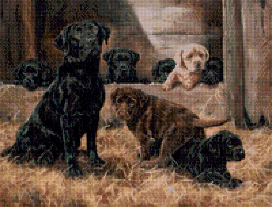 Лабрадоры - лабрадоры, щенки - предпросмотр