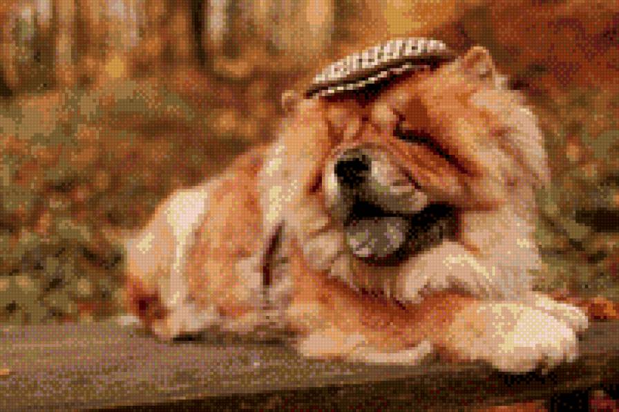 чау-чау - собаки, чау-чау - предпросмотр