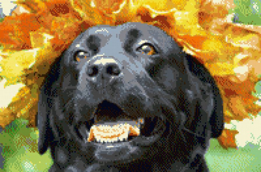 Лабрадор - лабрадор, собака - предпросмотр