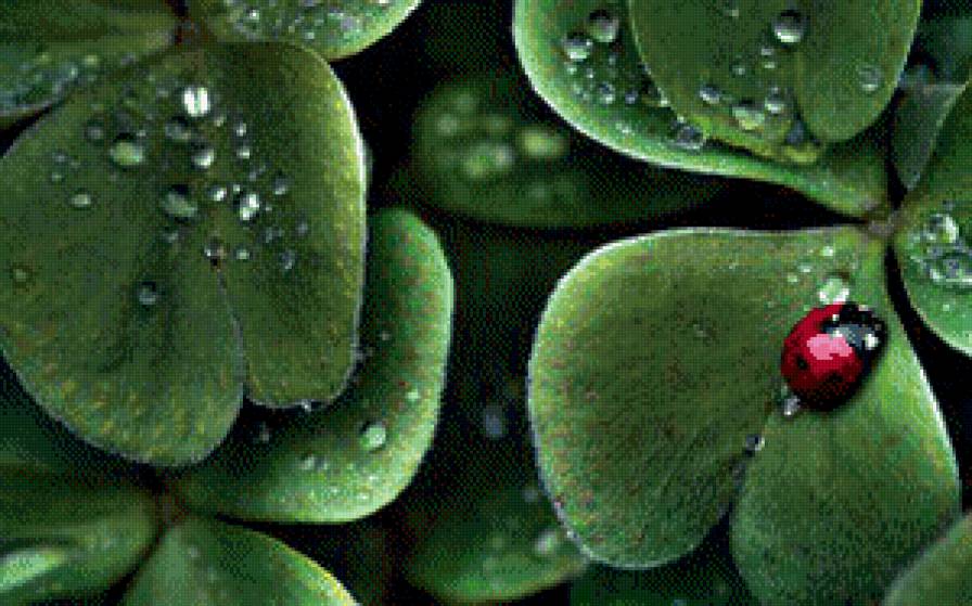 после дождя - роса, божья коровка, листья, дождь - предпросмотр