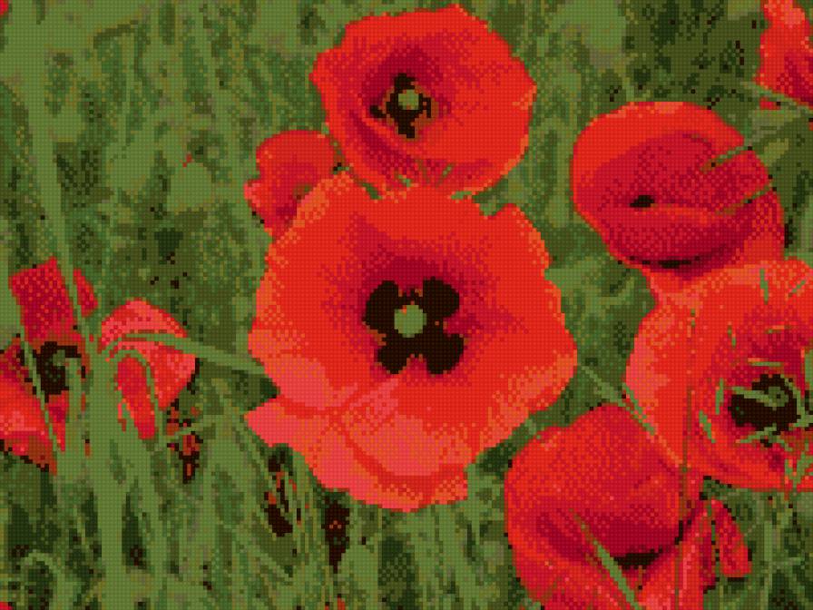 Маки - природа, цветы, поле, маки - предпросмотр