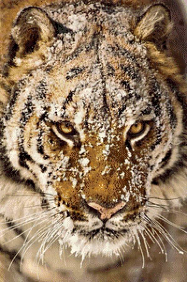 Тигр в снегу - животные, тигр, снег - предпросмотр