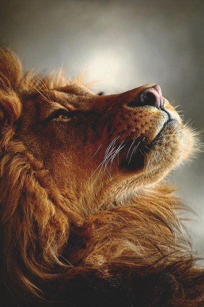 Лев - лев, животные - оригинал