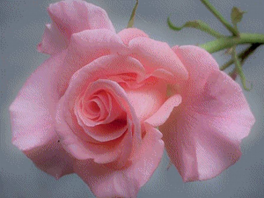 розовая роза - предпросмотр