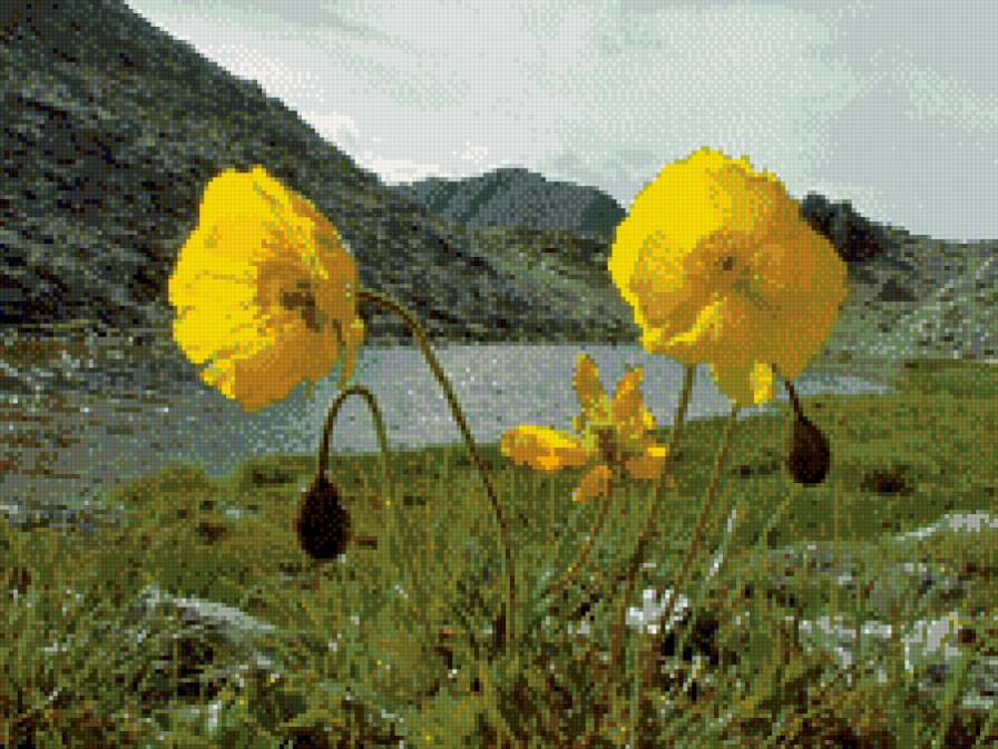 Желтые маки - маки, горы, вода - предпросмотр