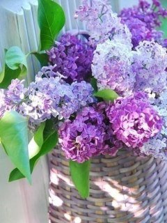 №857300 - цветы - оригинал