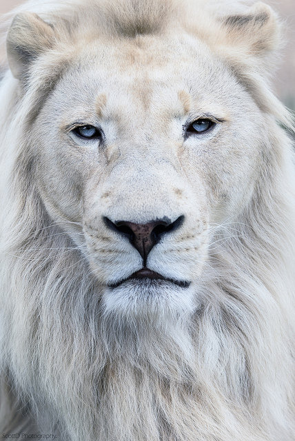 Белый лев - лев, кошки, белый, животные - оригинал