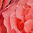 Предпросмотр схемы вышивки «розы в росе» (№857679)