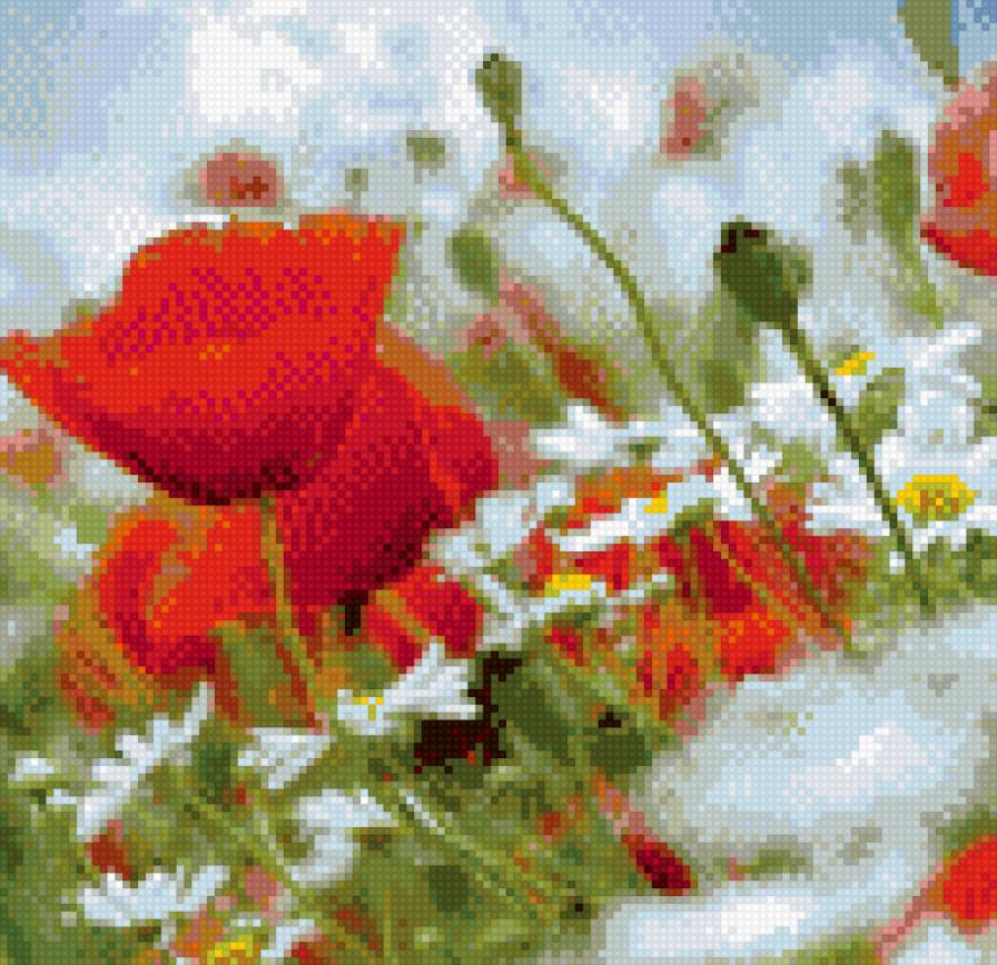 Маки - маки, полевые луговые цветы, весна, лето, ромашки - предпросмотр