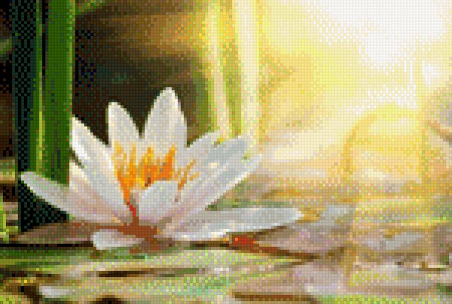 Нежный лотос - озеро, рассвет, лотос - предпросмотр