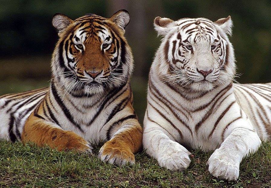 tigres - animales - оригинал