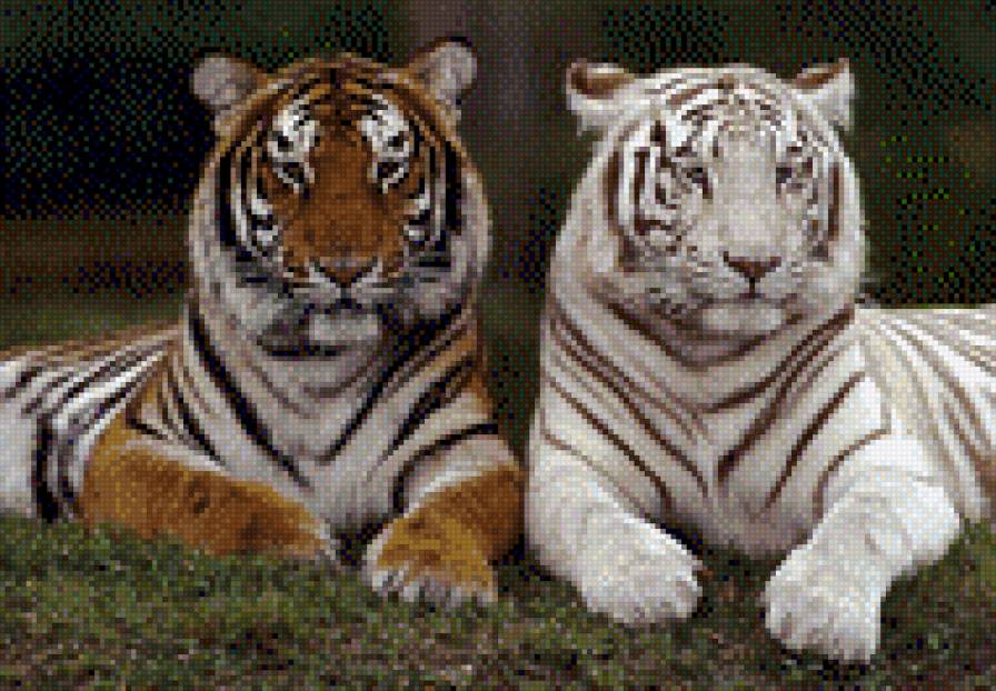 tigres - animales - предпросмотр