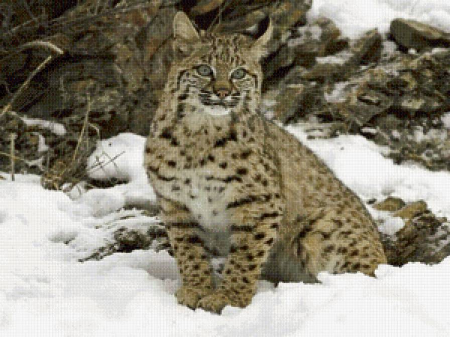 Рысь - живитные, сес, зима, рысь - предпросмотр