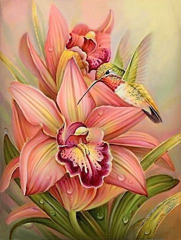 Калибри - калибри, цветы, птицы, орхидеи - оригинал