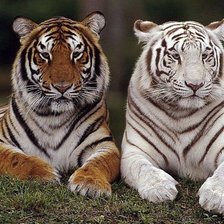Оригинал схемы вышивки «два тигра» (№857905)