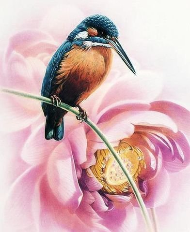 Калибри - птицы, цветы, калибри - оригинал