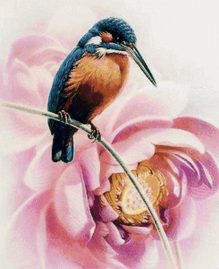 Калибри - цветы, птицы, калибри - предпросмотр