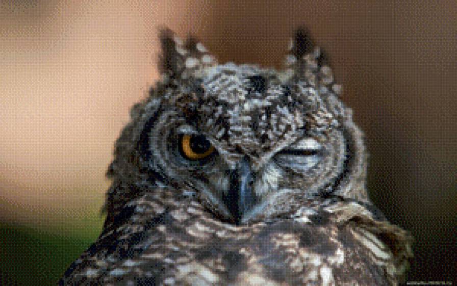 сова подмигивающая - предпросмотр