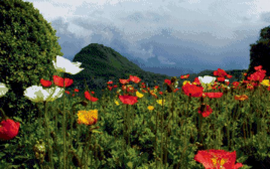 Маки3 - маки, зелень, горы - предпросмотр