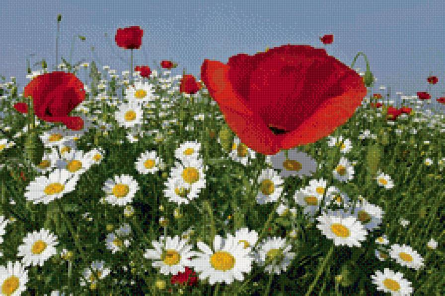 Маки в ромашках - ромашки, маки, небо - предпросмотр