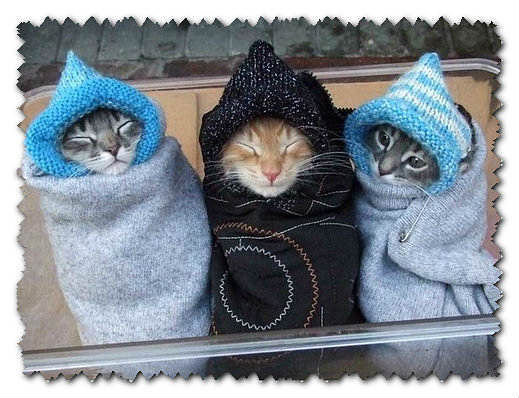 Тройня - котята - оригинал