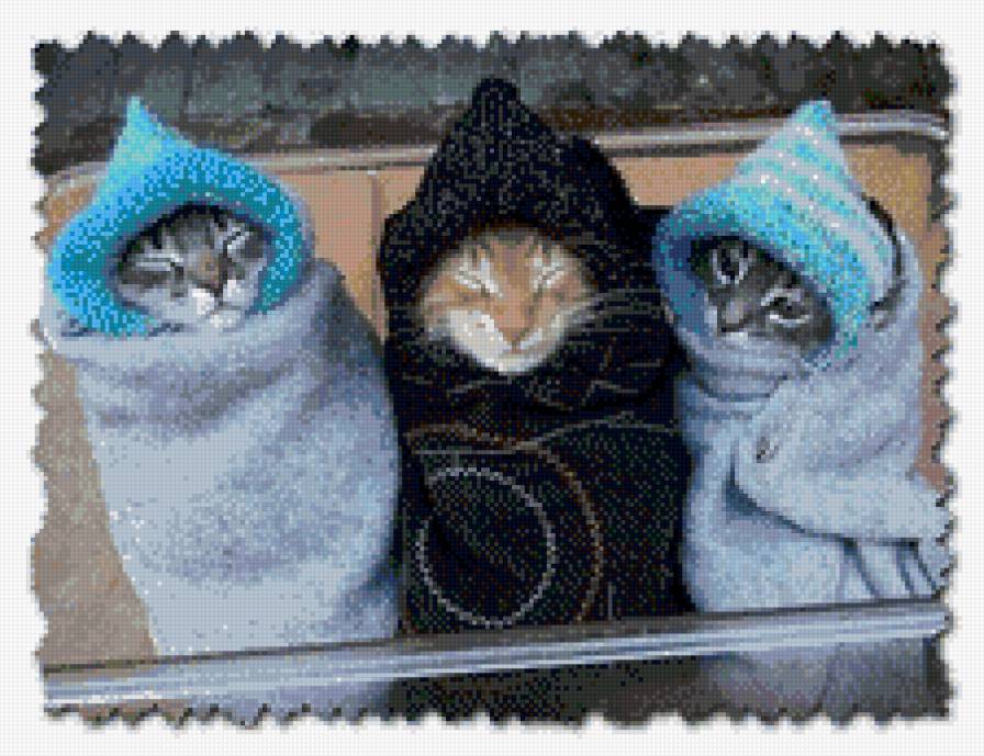 Тройня - котята - предпросмотр