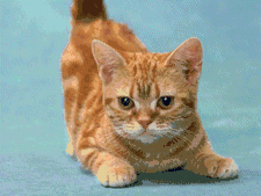 Я тигренок - а не киска - котенок - предпросмотр