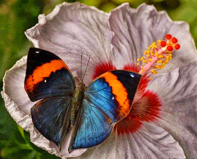 Гармония. Бабочка и гибискус. - бабочка, гибискус, гармония, цветок - оригинал