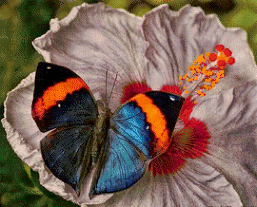 Гармония. Бабочка и гибискус. - бабочка, цветок, гармония, гибискус - предпросмотр