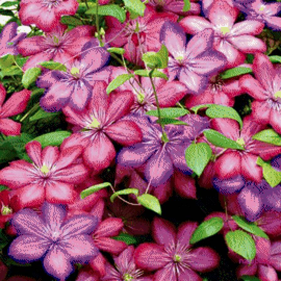 Клематисы. Подушка. - клематисы, яркость, цветы - предпросмотр