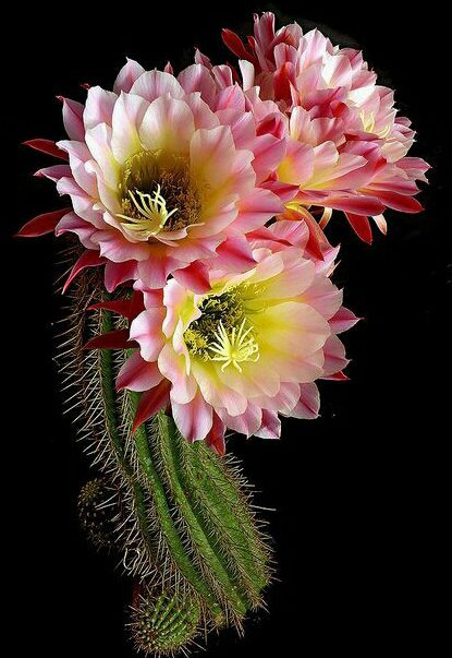 кактус - оригинал