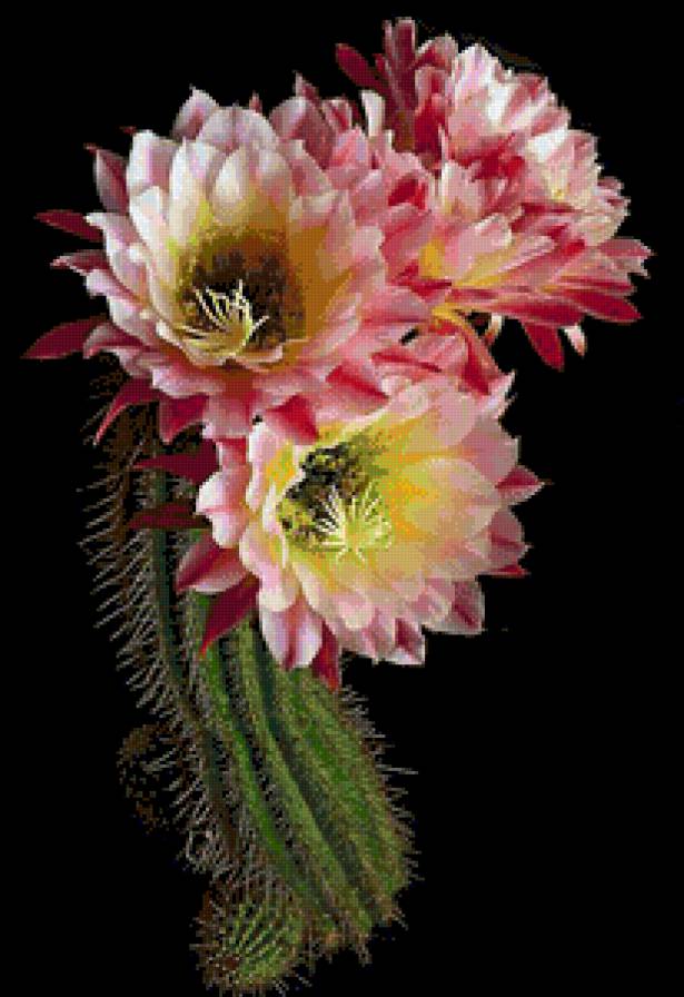 кактус - предпросмотр