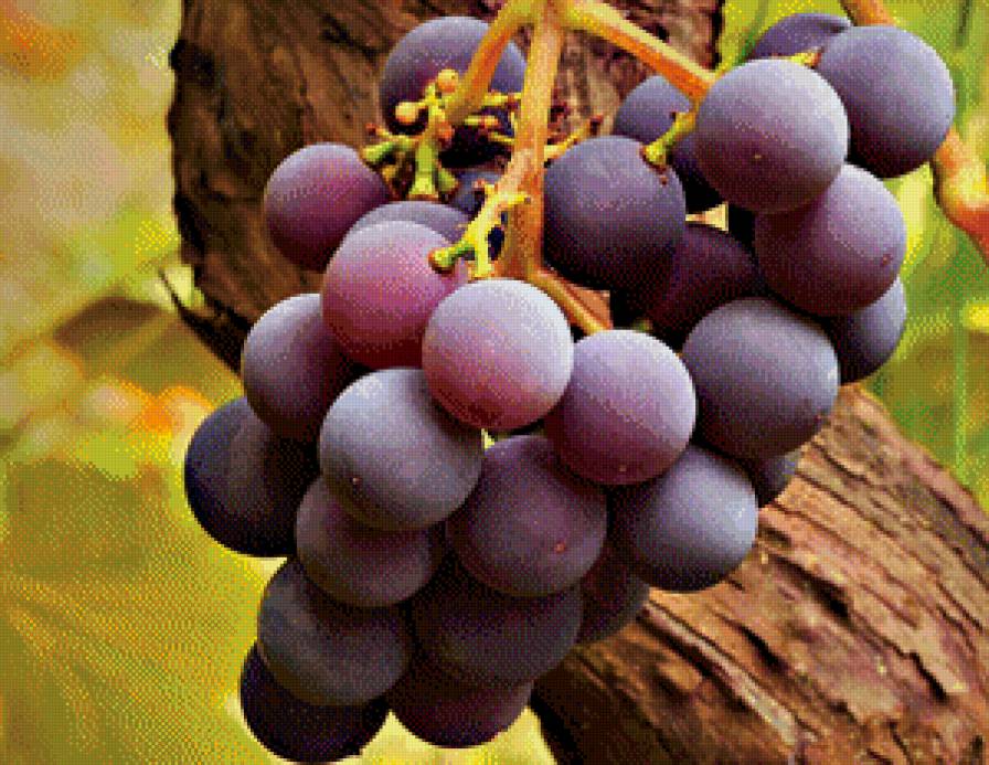 Виноград - виноград - предпросмотр