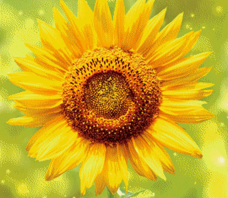 Подсолнух - цветы - предпросмотр