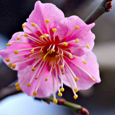 Схема вышивки «Цветок»