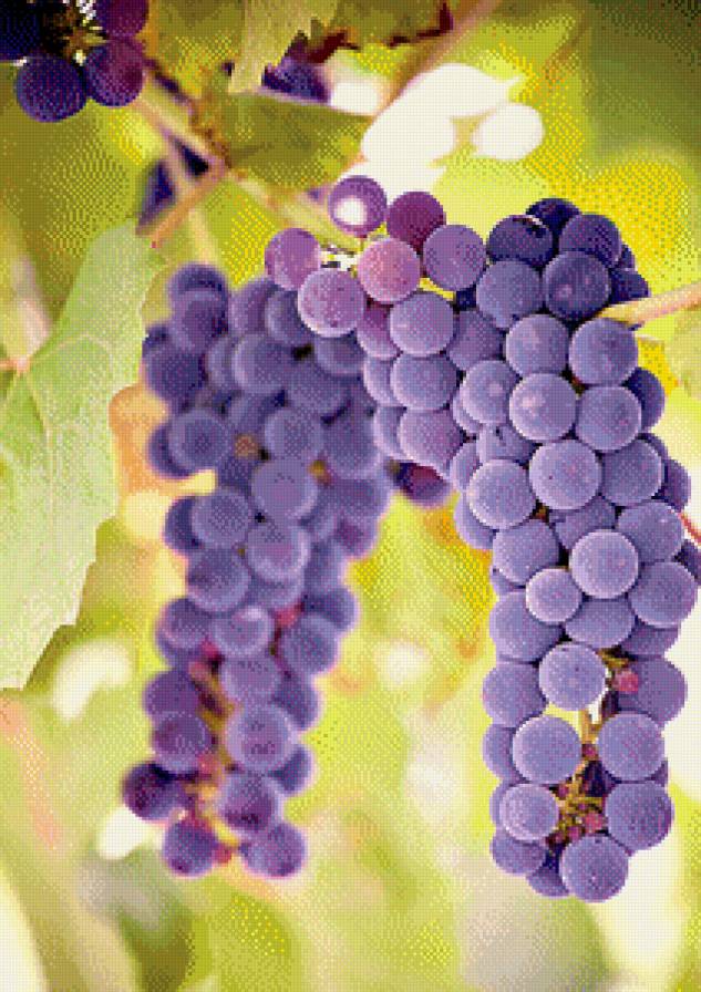 Виноград - виноград - предпросмотр