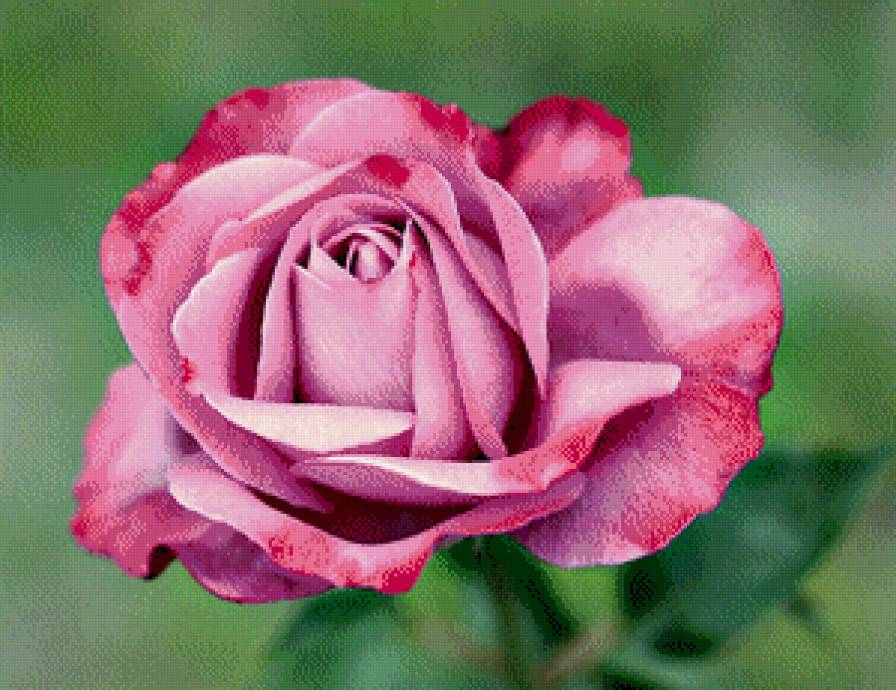 Цветок - цветы - предпросмотр