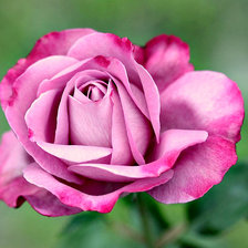 Схема вышивки «Цветок»