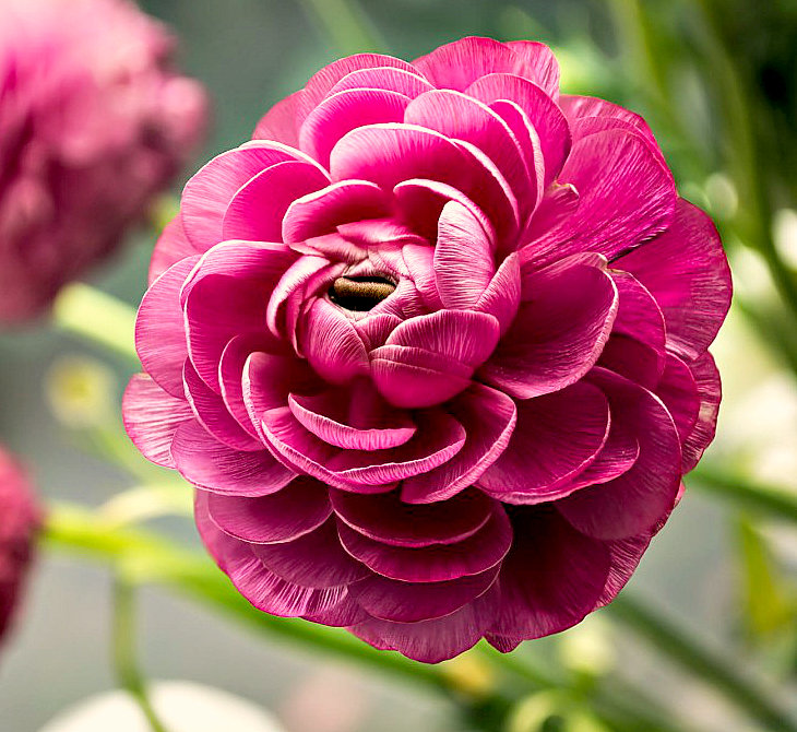 Цветок - цветы - оригинал