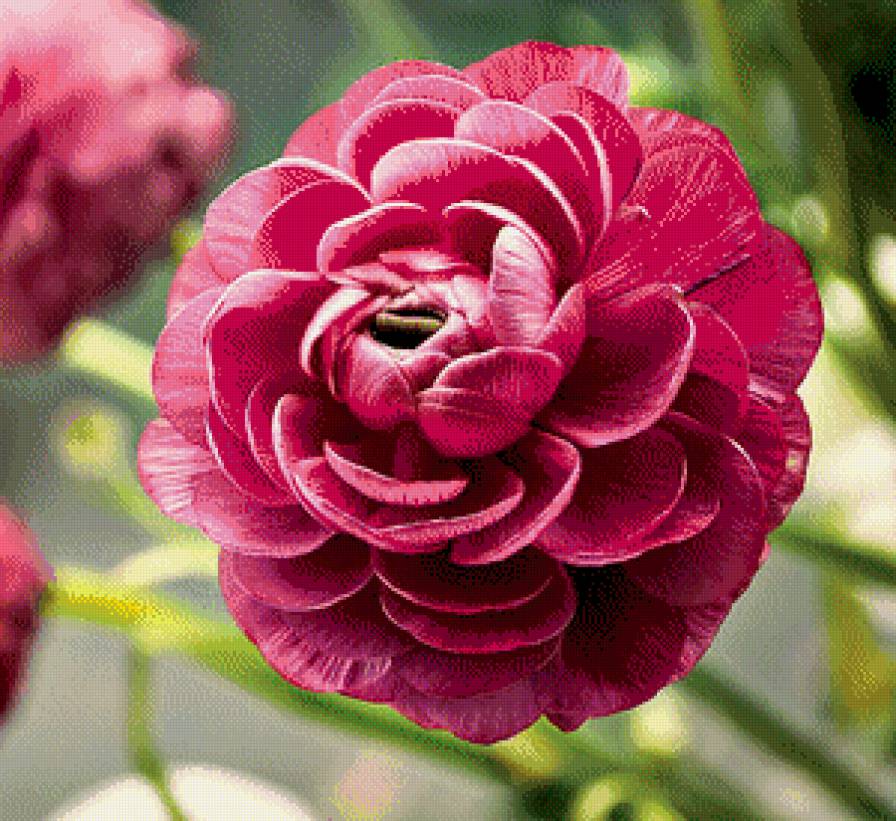 Цветок - цветы - предпросмотр